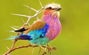 Lilac Breasted Roller Background Wallpapers 77753