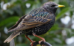 Starling Wallpapers Full HD 80017