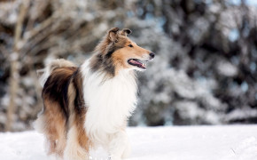Rough Collie HD Wallpapers 78744