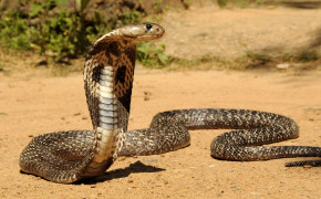 King Cobra Background HD Wallpapers 77343