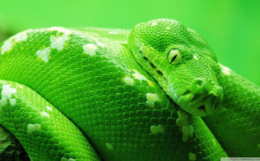Green Viper Snake Wallpaper 1920x1080 81104