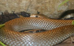 Taipan Background HD Wallpapers 80335