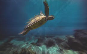 Sea Turtle Wallpaper 4000x3000 82412