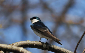 Tree Swallow Background HD Wallpapers 80756