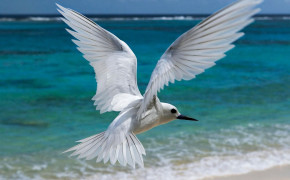 Tern Background HD Wallpapers 80499