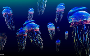 Jellyfish Desktop Wallpaper 77171