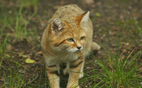 Sand Cat Background HD Wallpapers 78869