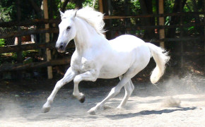 Beautiful White Horse Wallpaper 07660
