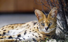 Serval Wallpapers Full HD 79281