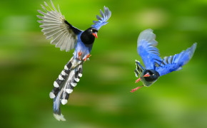 Taiwan Blue Magpie Background HD Wallpapers 80350