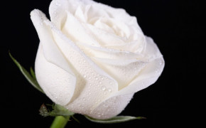 White Rose Pics 08183