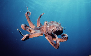 Squid Background Wallpapers 79891