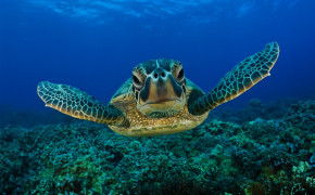 Turtle Background HD Wallpapers 80904