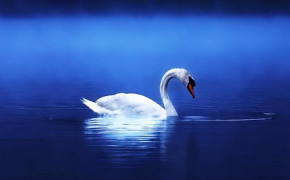 Swan Wallpaper HD 80279