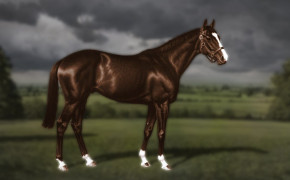 Irish Thoroughbred Horse HD Desktop Wallpaper 77061