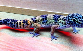 Leopard Gecko Best Wallpaper 77671