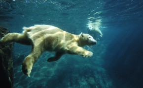 Polar Bear Swimming Wallpaper 08052