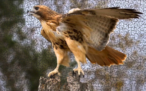 Red Tailed Hawk HD Background Wallpaper 78425