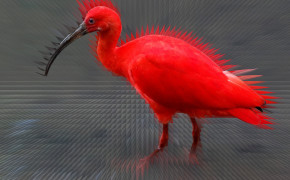 Scarlet Ibis Background HD Wallpapers 78957