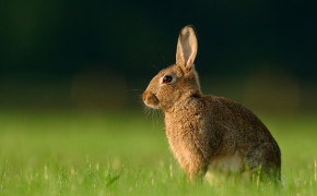 Forest Rabbit Pics 07904