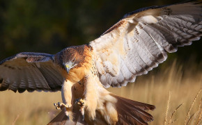 Red Tailed Hawk Background Wallpapers 78419