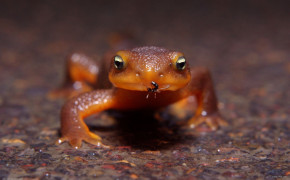 Red Bellied Newt Background HD Wallpapers 78135
