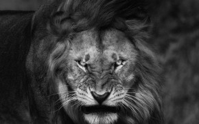 Angry Lion Widescreen Wallpapers 76053