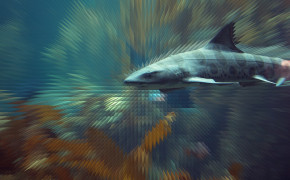 Leopard Shark Widescreen Wallpaper 77730