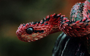 Viper Snake HD Background Wallpaper 75847