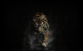 Tiger Best Wallpaper 80599