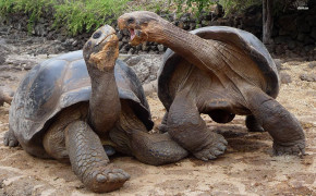 Aldabra Giant Tortoise Wallpaper HD 73519