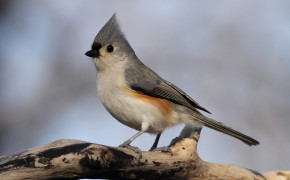 Titmouse Wallpapers Full HD 80665