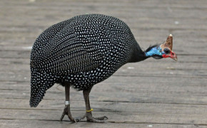 Guineafowl Background HD Wallpapers 76452