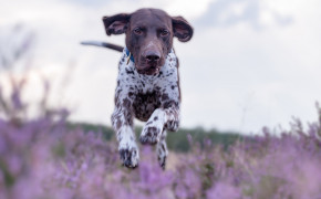 Pointer Dog Widescreen Wallpapers 75532