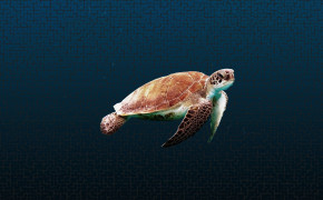 Sea Turtle Background HD Wallpapers 79134