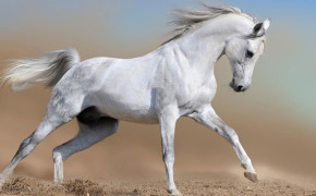 Beautiful White Horse Desktop Wallpaper 07653