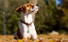Jack Russell Terrier Wallpaper 2560x1600 82192