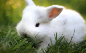 Cute White Rabbit Desktop Wallpaper 07792