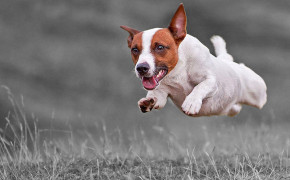 Jack Russell Terrier High Definition Wallpaper 77100