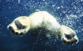 Polar Bear Swimming Photos 08050