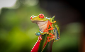 Red Eyed Tree Frog Desktop Widescreen Wallpaper 78179
