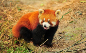 Red Panda Desktop HD Wallpaper 78196