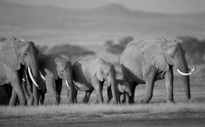 Elephant Black And White Images 07883
