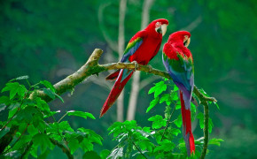 Scarlet Macaw HD Wallpapers 78982