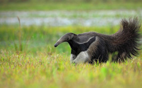 Anteater Background HD Wallpapers 73876