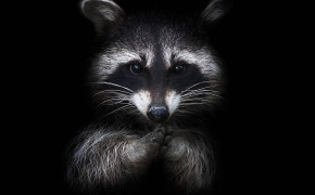 Raccoon Desktop Wallpaper 78007