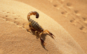 Scorpion Animal Desktop HD Wallpaper 75756