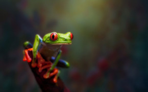 Red Eyed Tree Frog High Definition Wallpaper 78184
