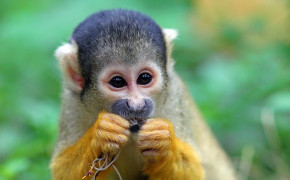 Squirrel Monkey Background HD Wallpapers 79924