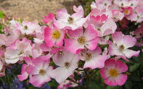 Pink Jasmine Flower Images 08012